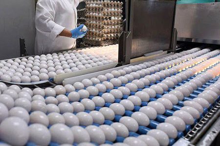 کاشان قطب تولید تخم‌مرغ استان اصفهان