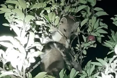 حضور گونه سمور سنگی را در باغات سمیرم