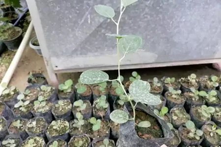 گنجی سبز در دل کویر شرق اصفهان 