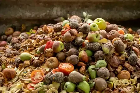 نابودی ۳۵ درصد میوه‌ها به دلیل مدیریت ناکارآمد پس از برداشت