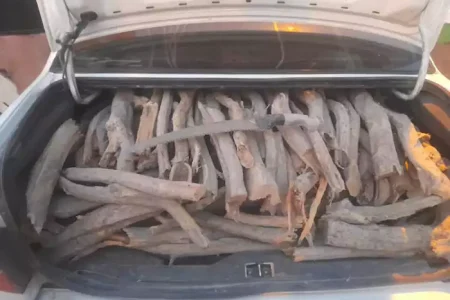 قاچاقچی چوب در دام قانون