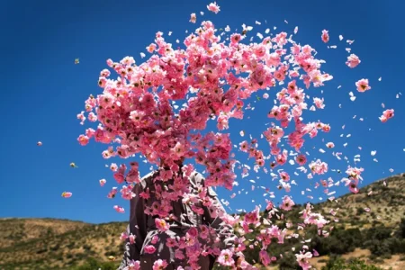 سرقت اعتبار گل محمدی ایران، اولی نبوده و آخری هم نیست!