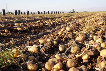 چالشهای تولید «سیب زمینی» تمامی ندارد!