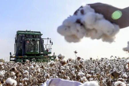 برداشت ۵۰۰ تن پنبه از مزارع شهرستان