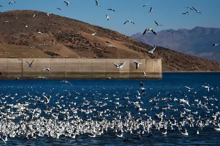 سدهای «کوچری» و «گلپایگان» میزبان ۵ هزار پرنده مهاجر