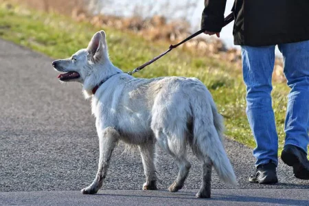 « ساماندهی سگ‌گردانی » در اصفهان