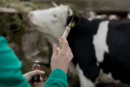 واکسن‌های ایرانی تب برفکی  چه شد؟