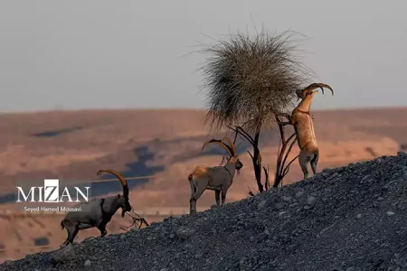 سرشماری پاییزه حیاتوحش اصفهان