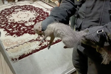 زنده‌گیری یک قلاده خدنگ از شهرک زاینده‌رود در اصفهان