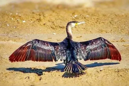 باکلان آبزی شکارگر در شهرضا