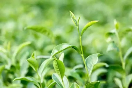 Tea exports rise 10.2% as global prices strengthen