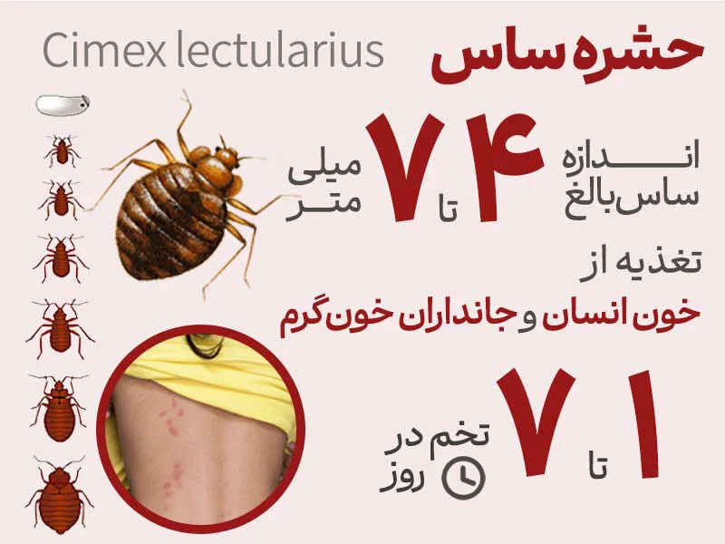 عکس حشره ساس - مشخصات ساس - چرخه عمر ساس