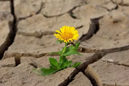 روان‌شناسی تاب‌آوری در آشوب