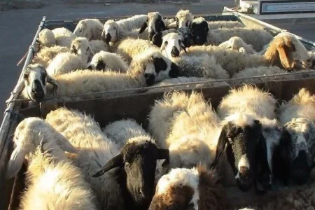 کشف ۳۳۲ راس دام فاقد مجوز در شهرضا اصفهان