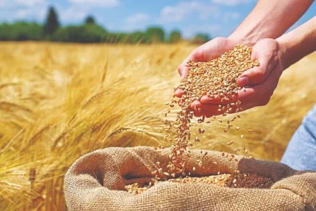 پیش‌بینی برداشت ۲۵۰ تن گندم در اصفهان