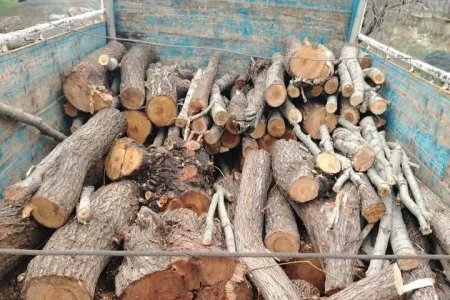 کشف و ضبط ۲۳۰۰ تُن چوب تاغ قاچاق در دشت سجزی