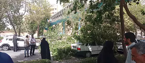 سقوط درخت