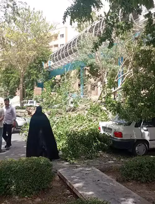 سقوط درخت