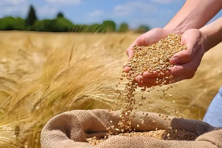 پیش‌بینی برداشت بیش از ۲ هزار تن گندم از مزارع خوانسار