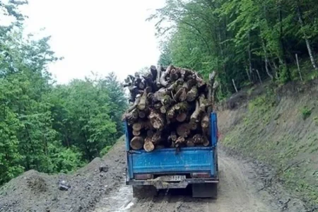 کشف ۱۳۲ تُن چوب و زغال جنگلی در اصفهان؛ ۴۸هکتار عرصه طبیعی رفع تصرف شد