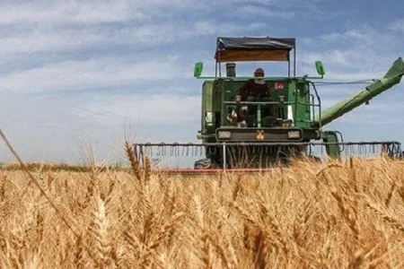 پیش‌بینی برداشت ۲۳۰ هزار تن گندم در اصفهان؛ سطح زیرکشت برنج کاهش یافت