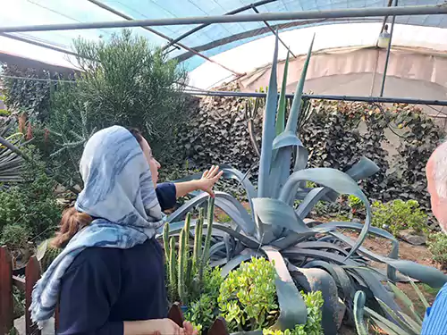 ناردین