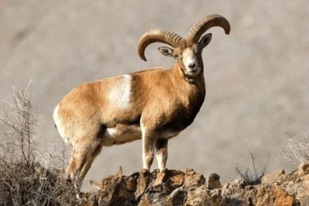 ۶ ماه حبس و جریمه سنگین برای شکارچیان قوچ در کاشان