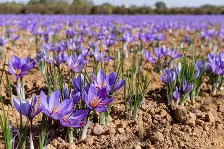 سومین جشنواره ملی زعفران علوی آبانماه برگزار میشود