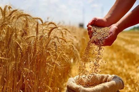 جزییات برنامه کشت پاییزه اصفهان؛ گندمزارها رایگان بیمه میشود